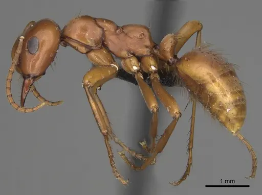 Polyergus mexicanus - CASENT0281073