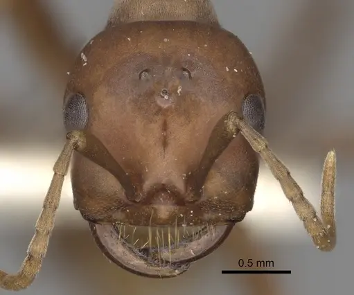 Polyergus mexicanus - CASENT0281074