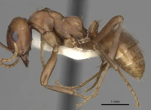 Polyergus mexicanus - CASENT0281074