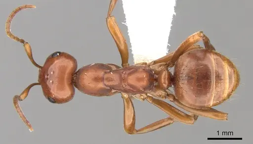 Polyergus mexicanus - CASENT0281342