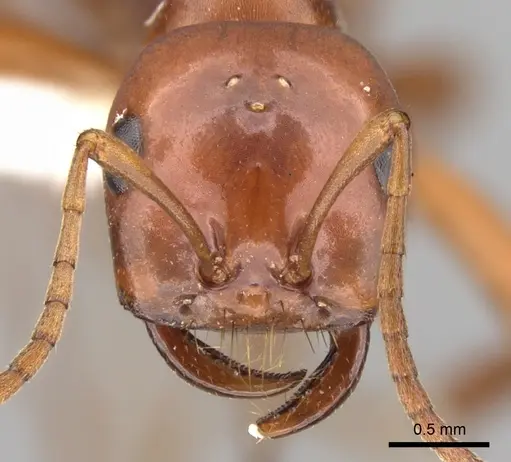 Polyergus mexicanus - CASENT0281342