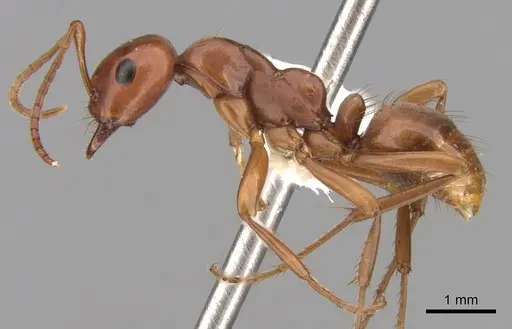 Polyergus mexicanus - CASENT0281342