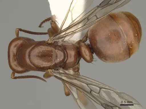 Polyergus mexicanus - CASENT0863112