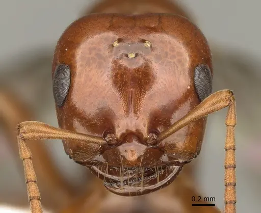 Polyergus mexicanus - CASENT0863112