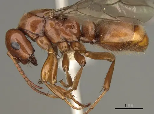 Polyergus mexicanus - CASENT0863112