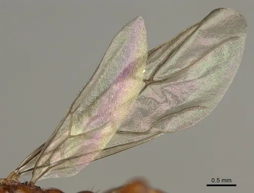 Polyergus mexicanus - CASENT0863112