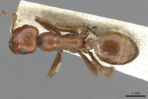 Polyergus mexicanus - CASENT0911121