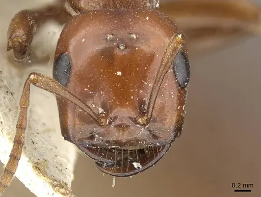 Polyergus mexicanus - CASENT0911121