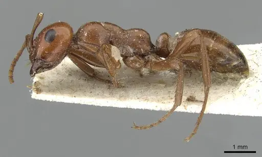 Polyergus mexicanus - CASENT0911121