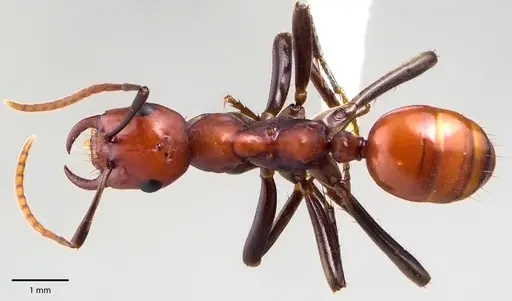 Polyergus montivagus specimen