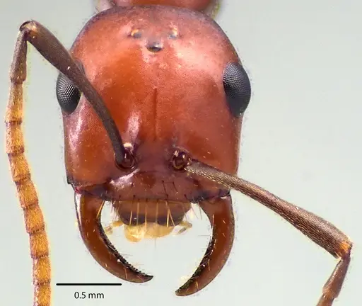 Polyergus montivagus specimen