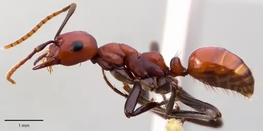 Polyergus montivagus specimen