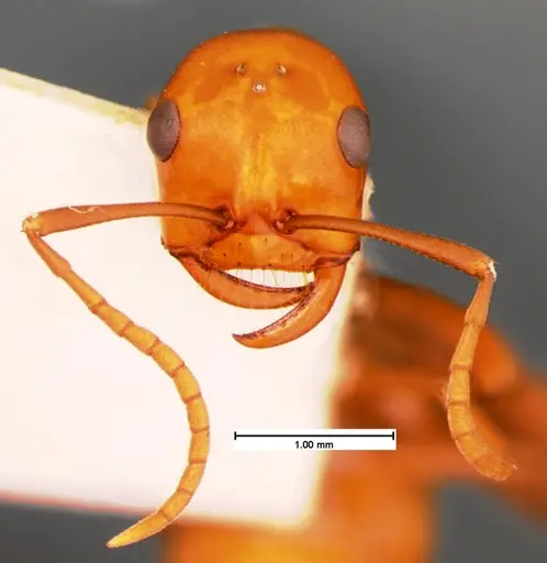 Polyergus montivagus - CASENT0105563