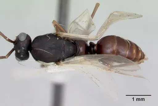 Polyergus montivagus - CASENT0172893