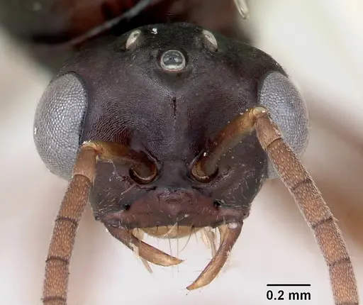 Polyergus montivagus - CASENT0172893