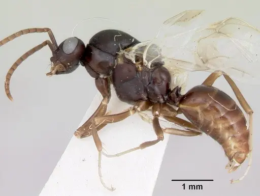 Polyergus montivagus - CASENT0172893