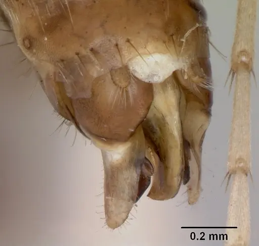 Polyergus montivagus - CASENT0172893