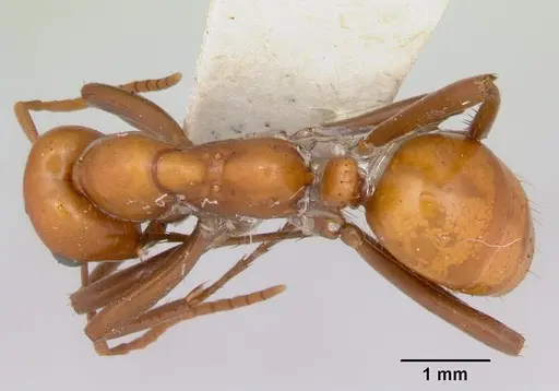 Polyergus montivagus - CASENT0172894