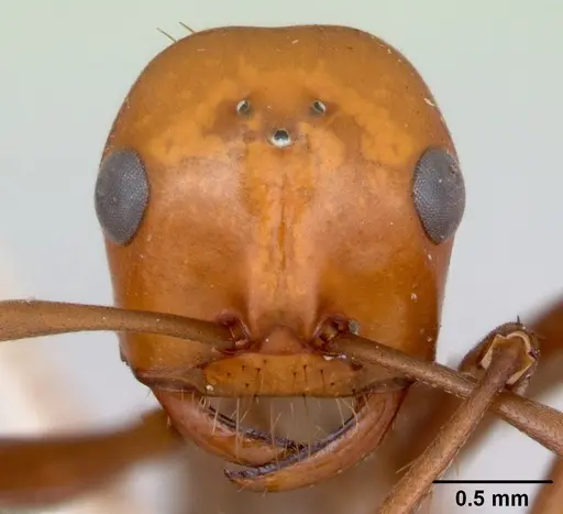 Polyergus montivagus - CASENT0172894