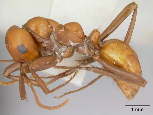 Polyergus montivagus - CASENT0172894