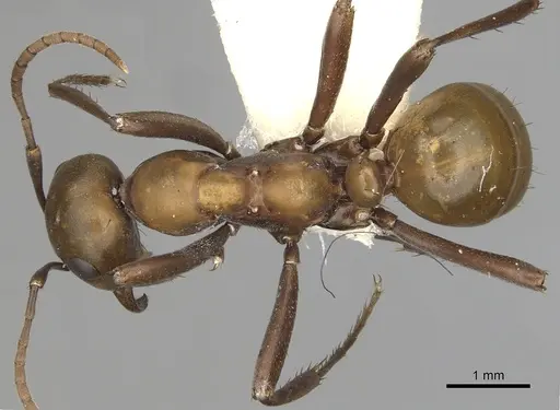 Polyergus montivagus - CASENT0281045