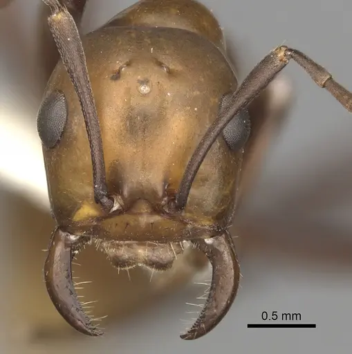 Polyergus montivagus - CASENT0281045
