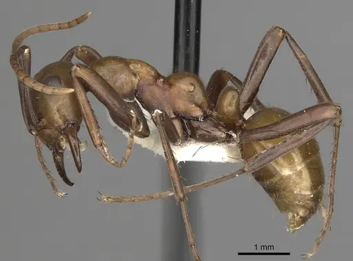 Polyergus montivagus - CASENT0281045