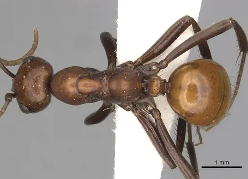 Polyergus montivagus - CASENT0281046