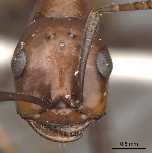 Polyergus montivagus - CASENT0281046