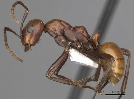 Polyergus montivagus - CASENT0281046