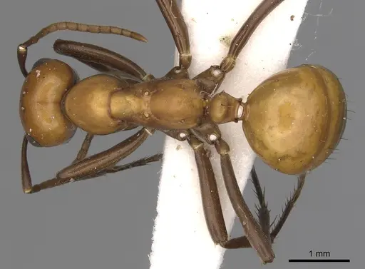 Polyergus montivagus - CASENT0281047