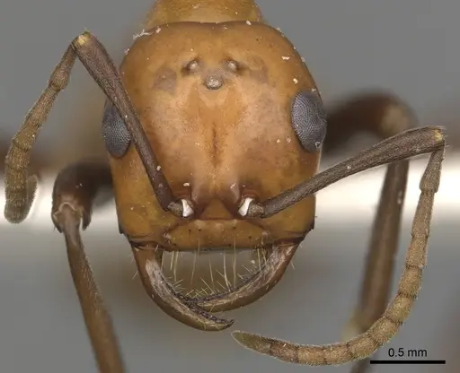 Polyergus montivagus - CASENT0281047