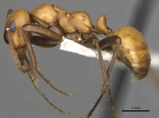 Polyergus montivagus - CASENT0281047