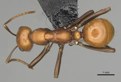 Polyergus montivagus - CASENT0281048