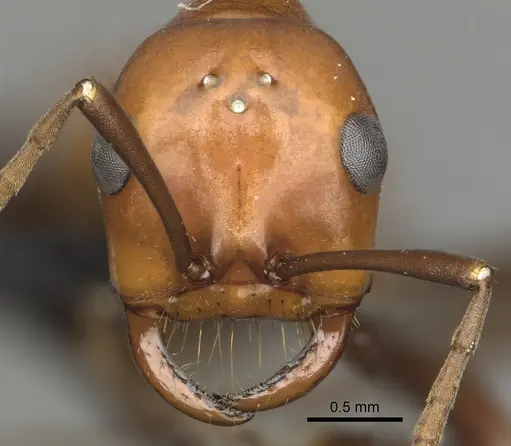 Polyergus montivagus - CASENT0281048