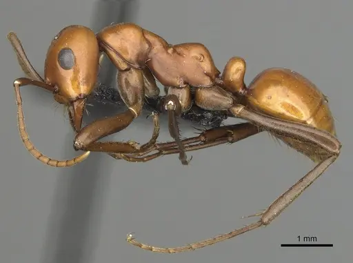 Polyergus montivagus - CASENT0281048