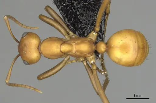 Polyergus montivagus - CASENT0281049