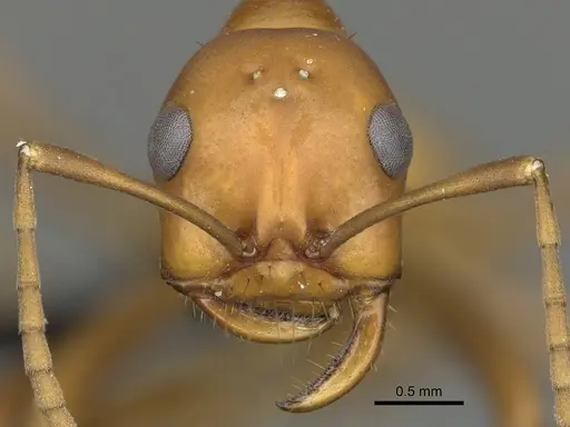Polyergus montivagus - CASENT0281049