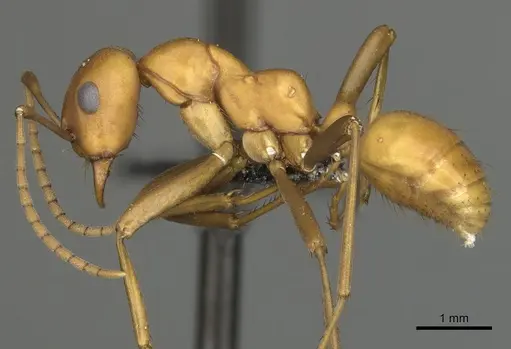 Polyergus montivagus - CASENT0281049