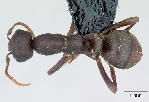 Polyergus nigerrimus specimen
