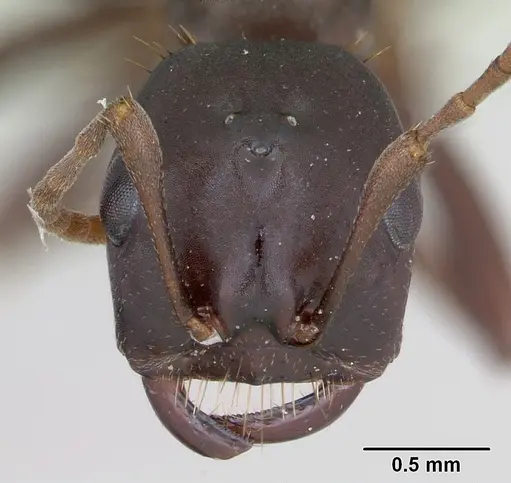 Polyergus nigerrimus specimen