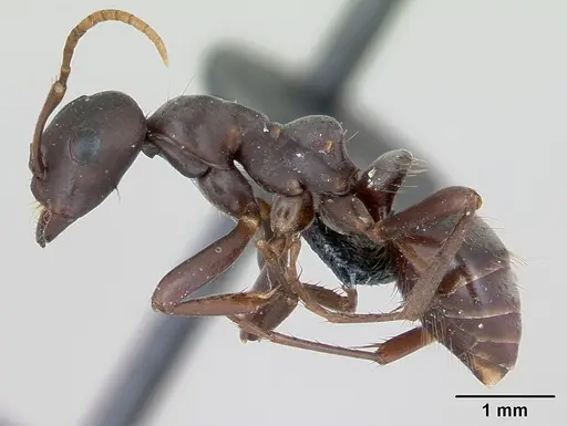 Polyergus nigerrimus specimen