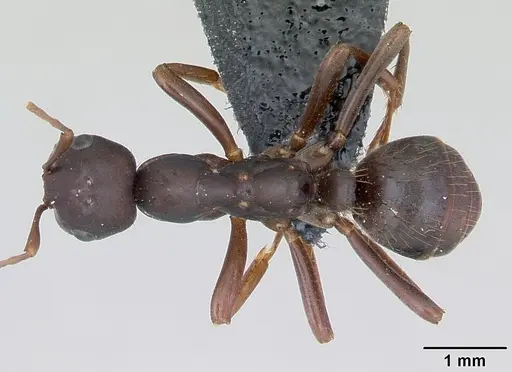 Polyergus nigerrimus - CASENT0173329