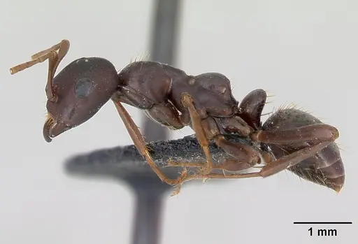 Polyergus nigerrimus - CASENT0173329