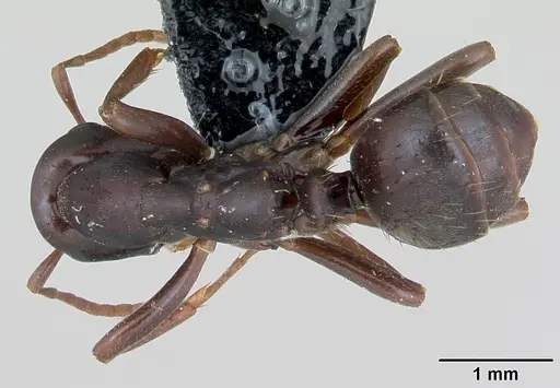 Polyergus nigerrimus - CASENT0173331