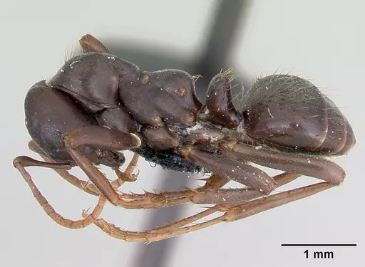 Polyergus nigerrimus - CASENT0173331