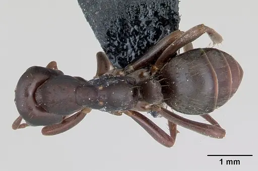 Polyergus nigerrimus - CASENT0173333