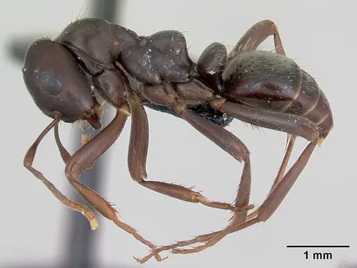 Polyergus nigerrimus - CASENT0173333