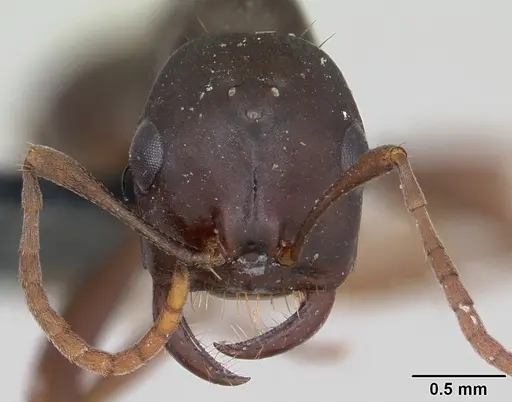 Polyergus nigerrimus - CASENT0173335