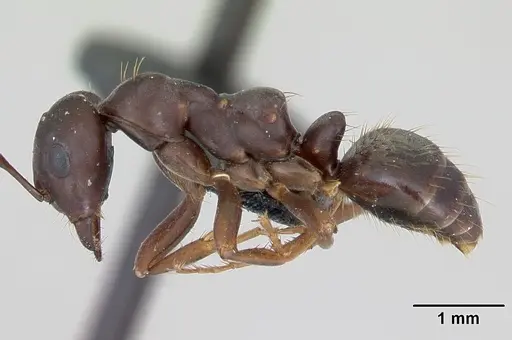 Polyergus nigerrimus - CASENT0173335